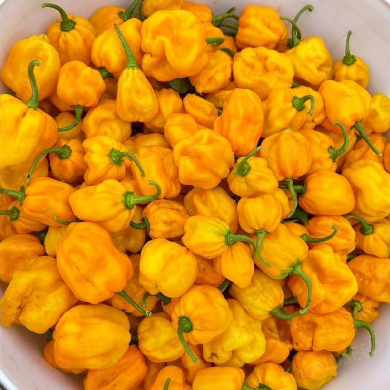 Semillas de Chile Mixtas