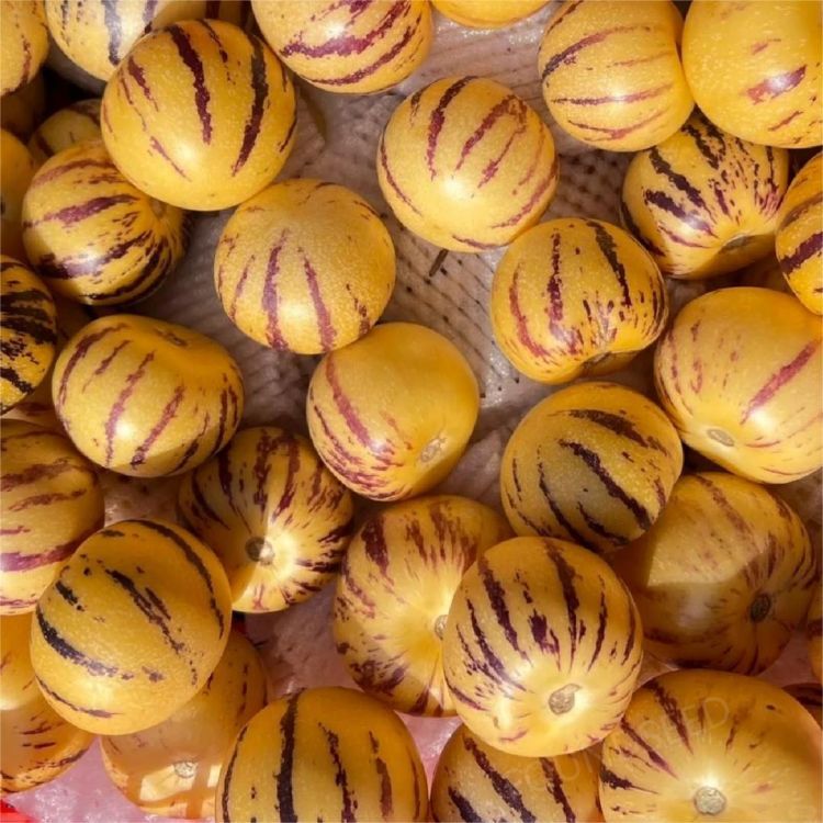 🍐🍐Graines de Pepinos (Melon Poire)