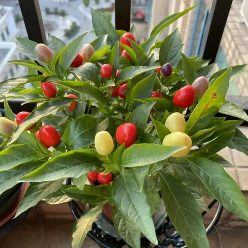 Semillas de Chile Mixtas