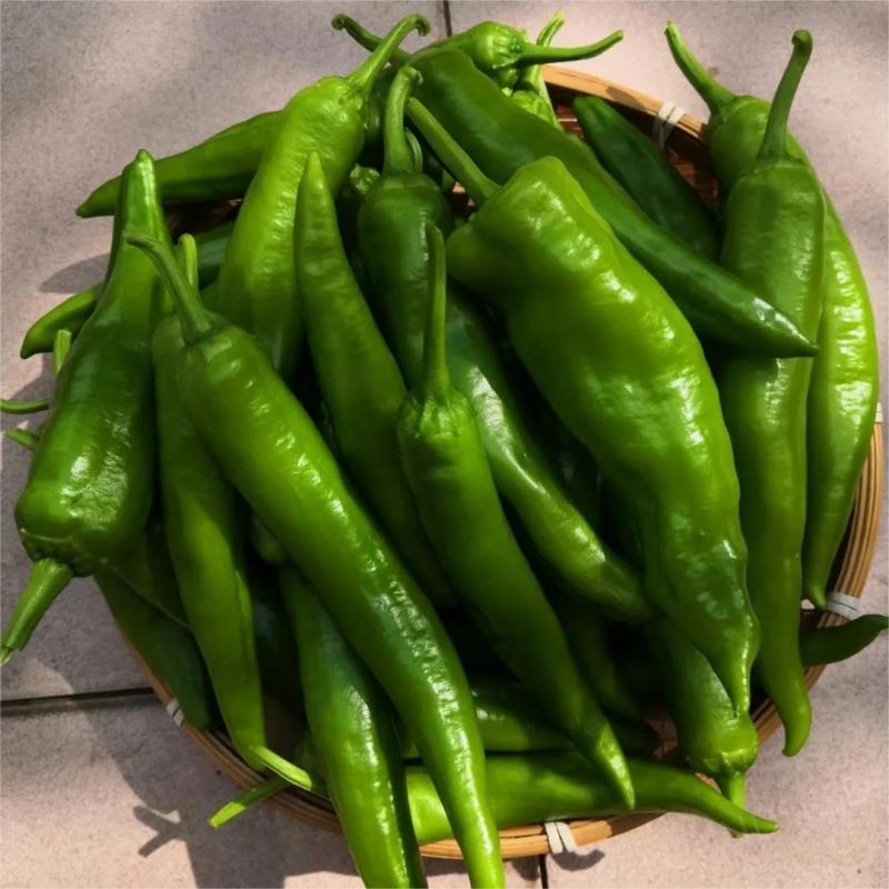 Semillas de Chile Mixtas