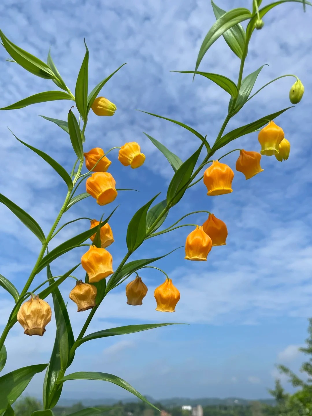 Palace Lantern Lily Flower Seeds