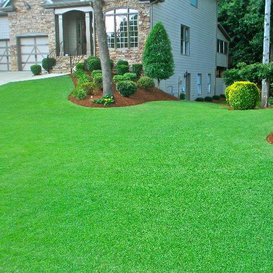 🔥🌿All-Season EverGreen Grass Seeds Mix 🌿