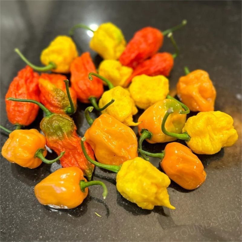 Semillas de Chile Mixtas