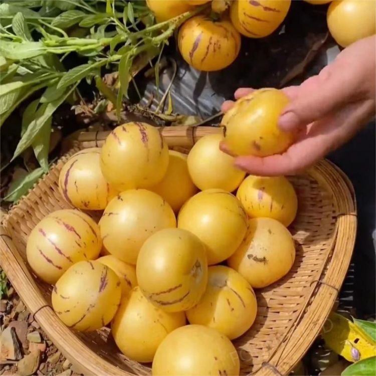 🍐🍐Graines de Pepinos (Melon Poire)