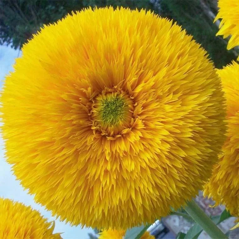 🌻🐻 Teddy Bear Sunflower Seeds