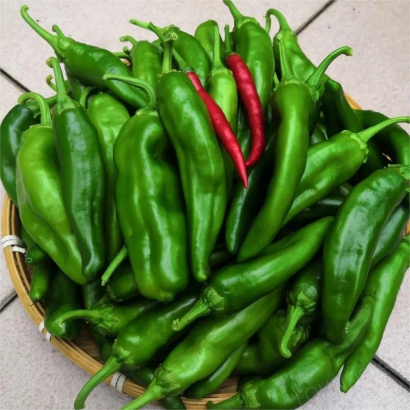 Semillas de Chile Mixtas