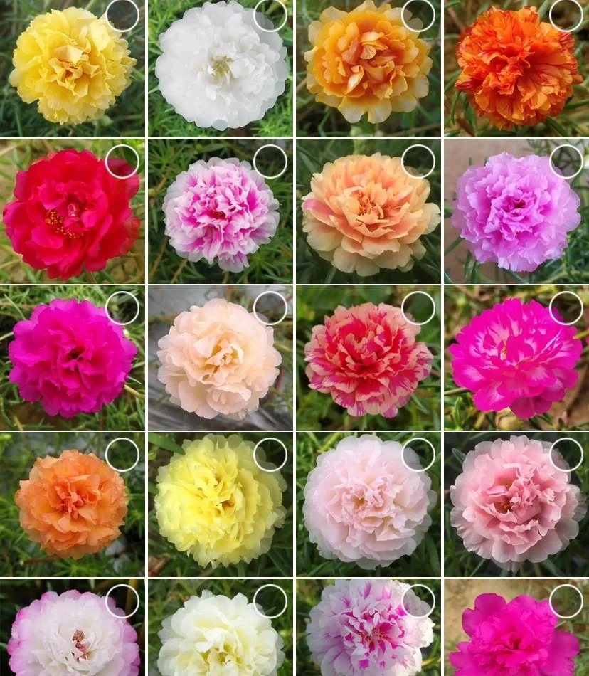 🌸 Mixed Color Double Portulaca Seeds