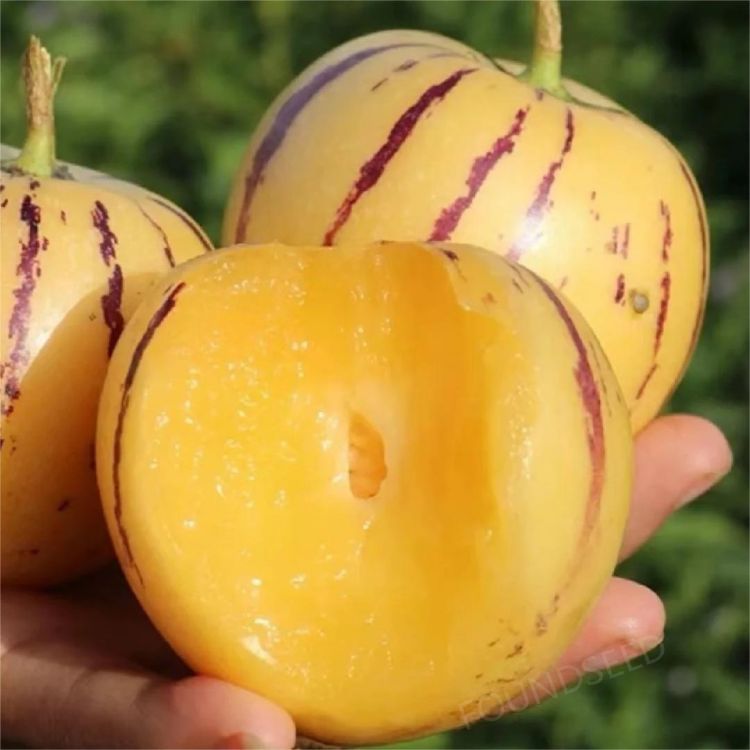 🍐🍐Graines de Pepinos (Melon Poire)