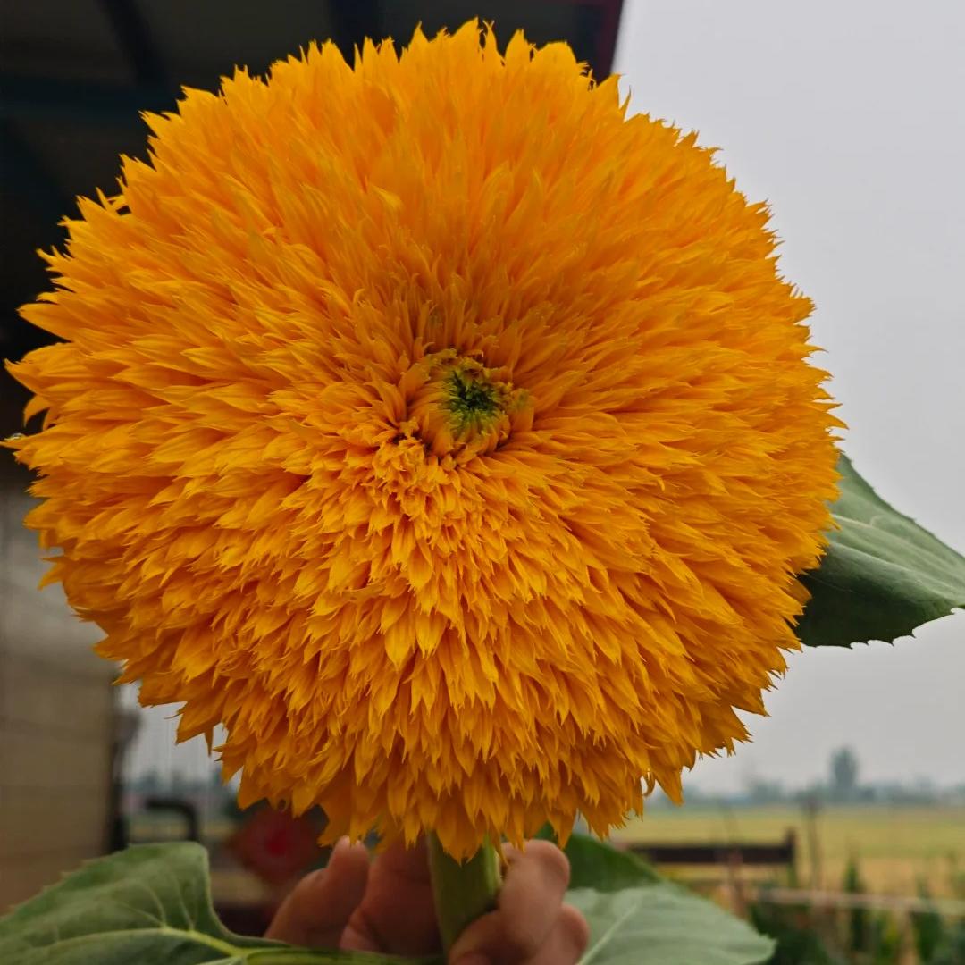 🌻🐻 Teddy Bear Sunflower Seeds