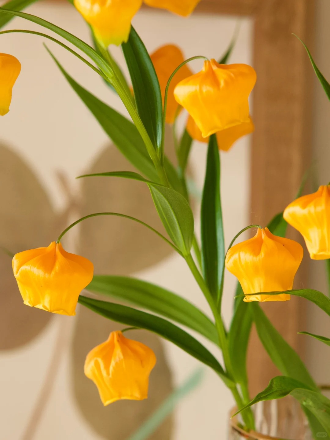 Palace Lantern Lily Flower Seeds