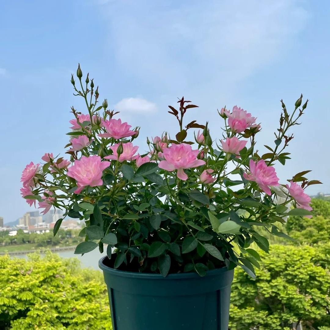 🔥Miniature Roses - Myriad Stars