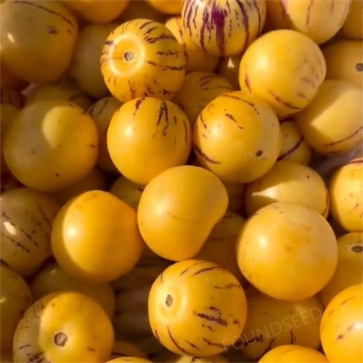 🍐🍐Graines de Pepinos (Melon Poire)