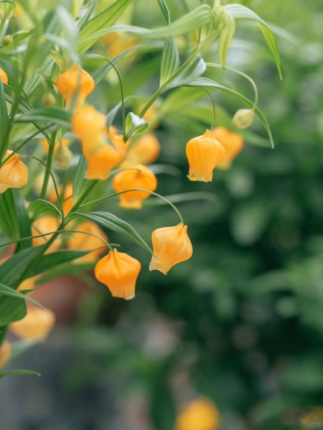 Palace Lantern Lily Flower Seeds