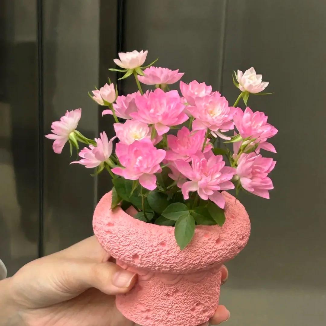 🔥Miniature Roses - Myriad Stars