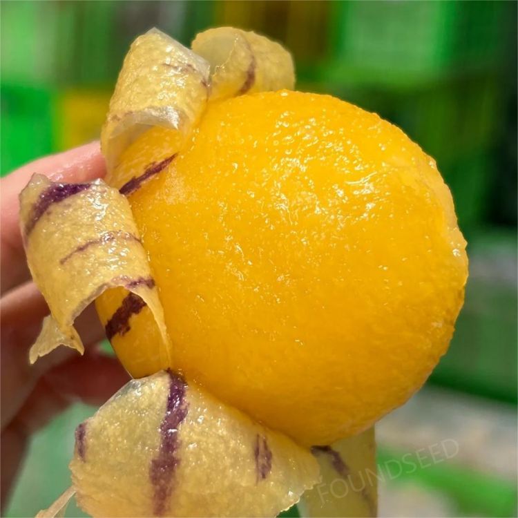 🍐🍐Graines de Pepinos (Melon Poire)