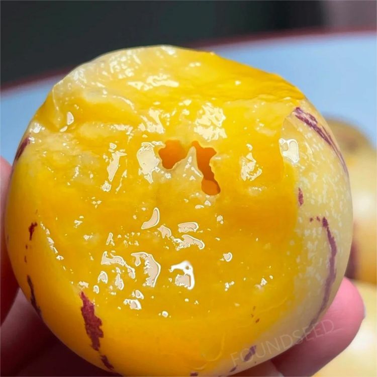 🍐🍐Graines de Pepinos (Melon Poire)