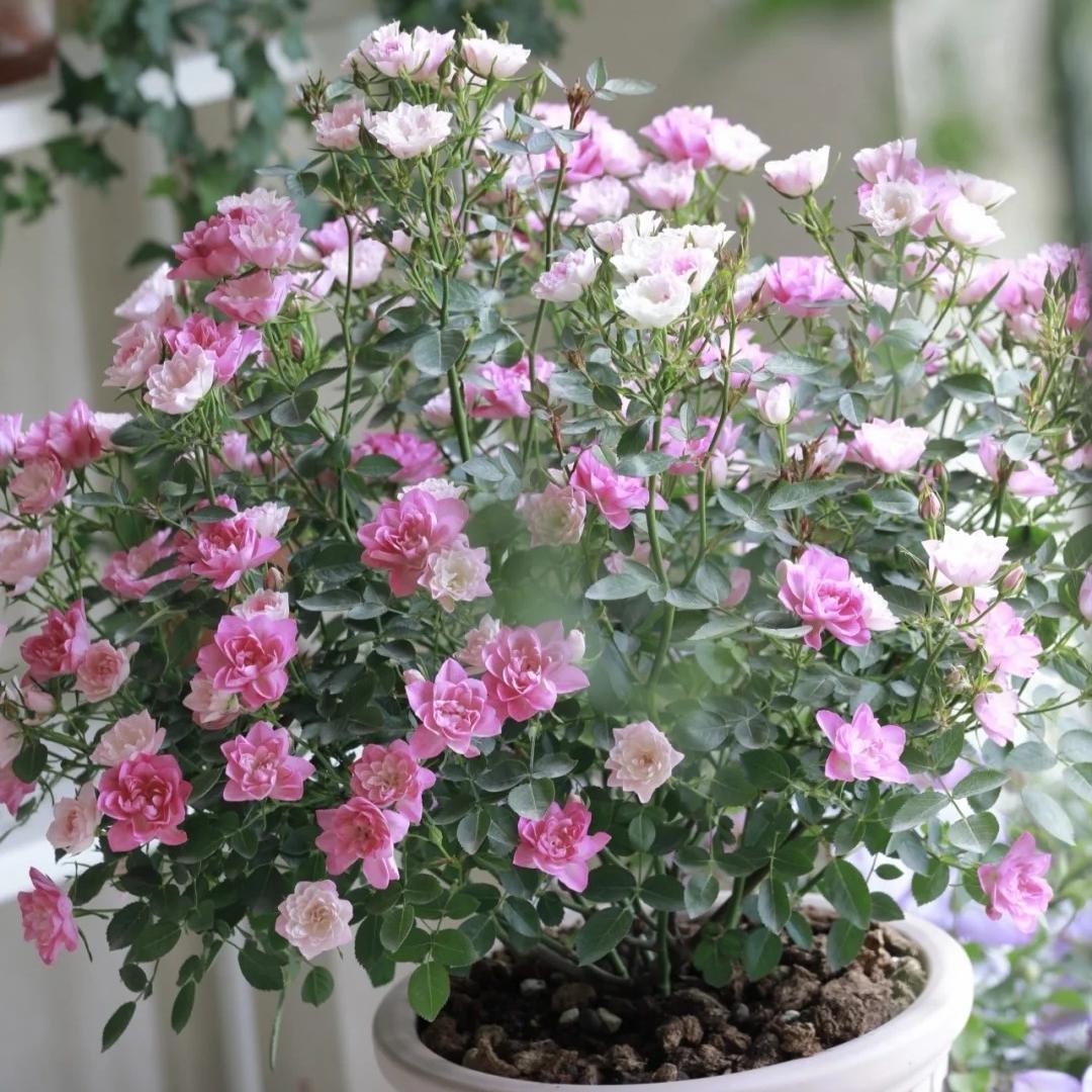 🔥Miniature Roses - Myriad Stars