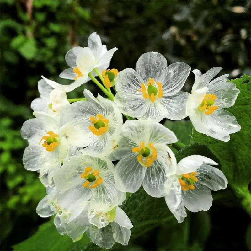 🎁50% de Réduction 🔥Grains de Fleur de Diphylleia grayi - fleur squelette