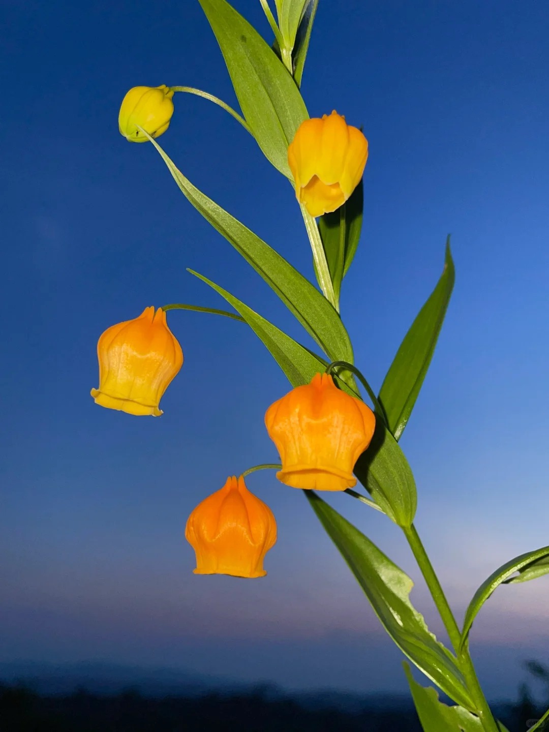 Palace Lantern Lily Flower Seeds