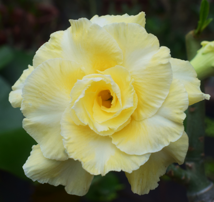 🎁Super easy care! 🌵Desert Rose Bulbs🌸 Adenium Obesum Bulbs