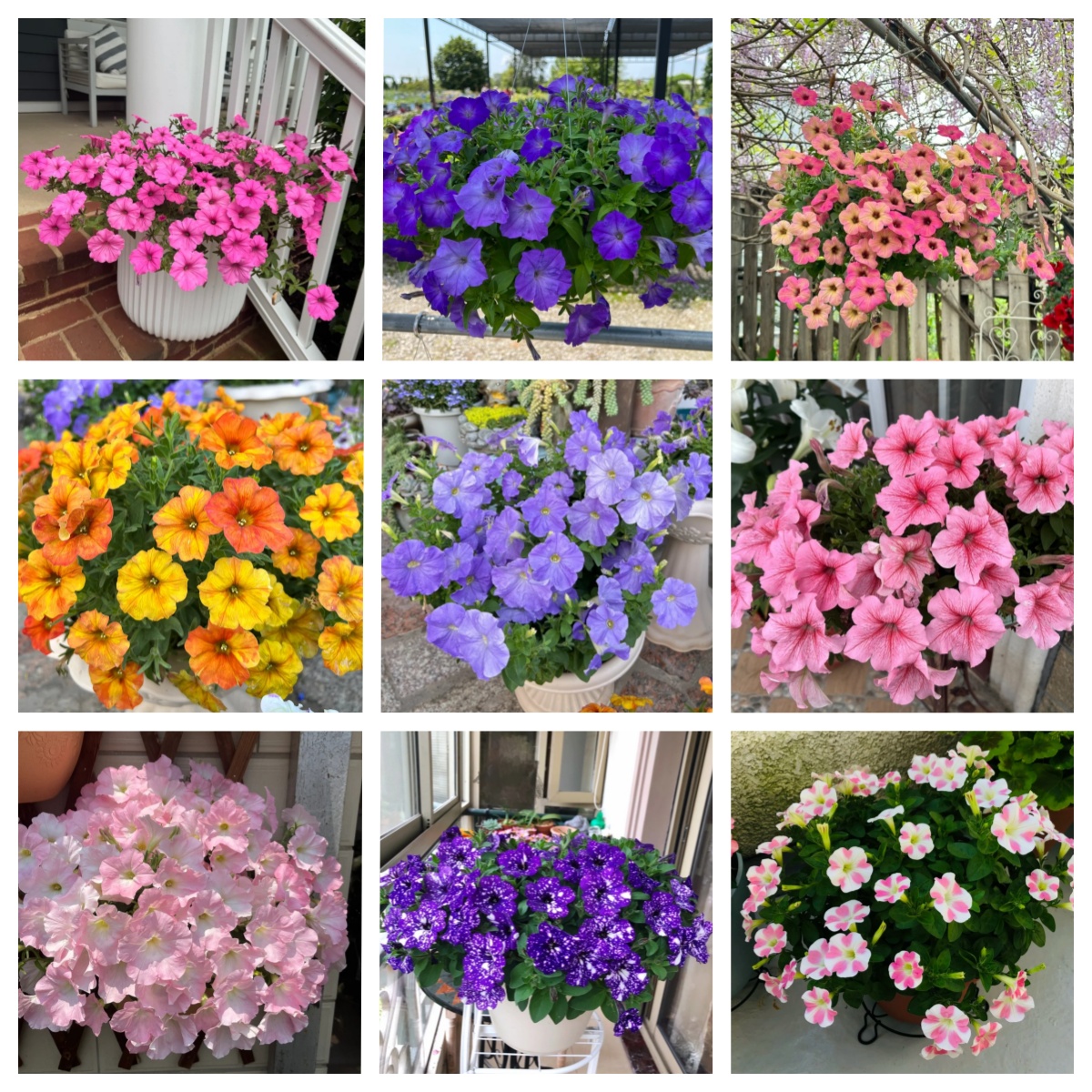 🌼 Petunia Seeds｜60-Day Flower Waterfall｜Perfect for Beginners