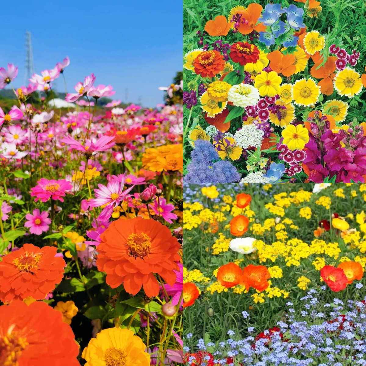 🌸 Mixed Perennial Flower Seeds - Over 60 Mixed Varieties🌱