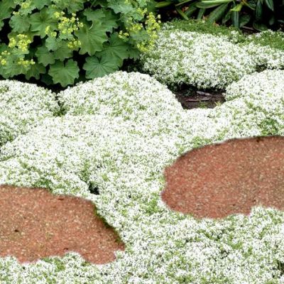 📣Optimal Ground Cover✨Creeping Thyme Seeds