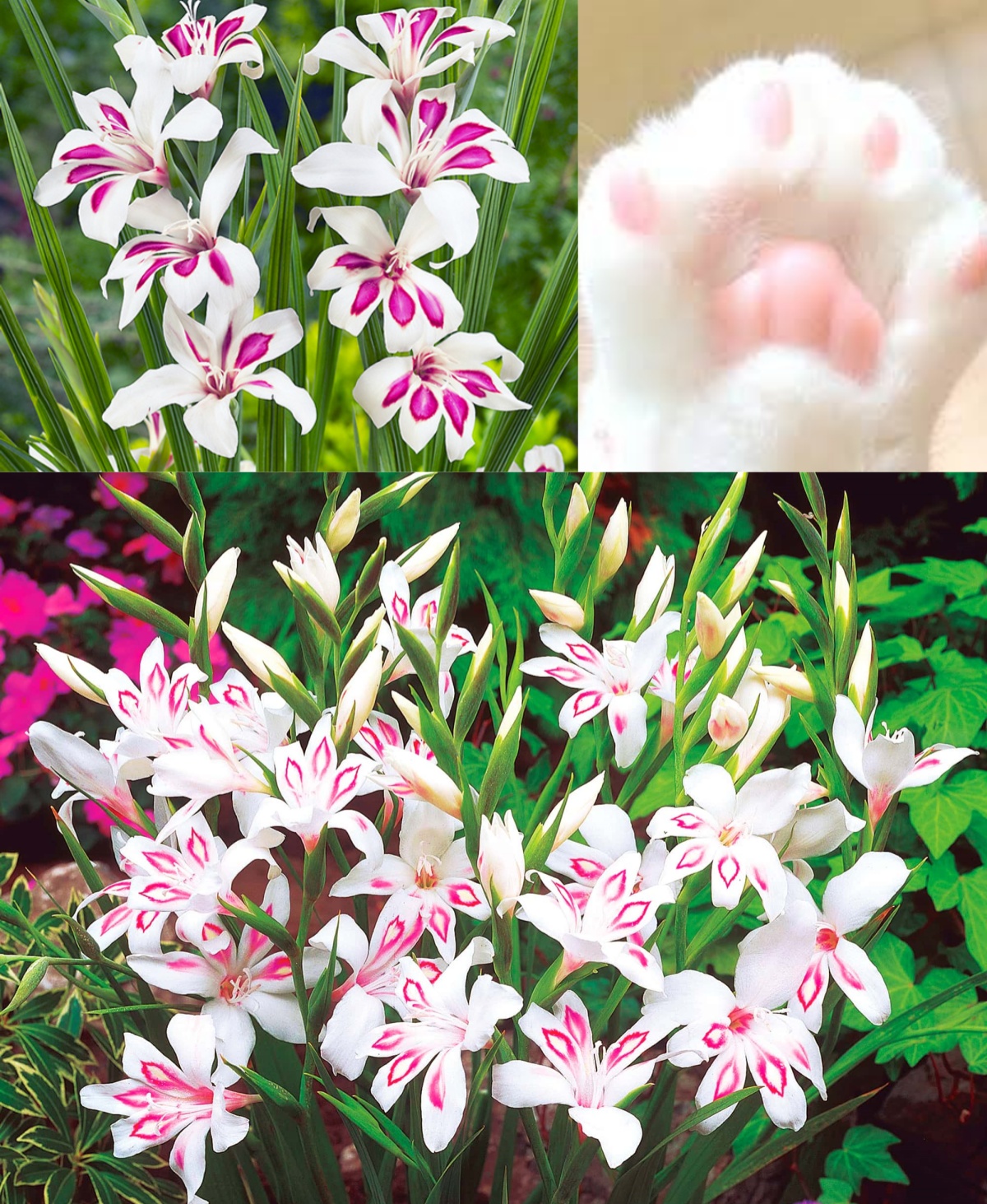 ✨✨Simpatiche piante in vaso da balcone-Gladiolo dell'artiglio del gatto🌸