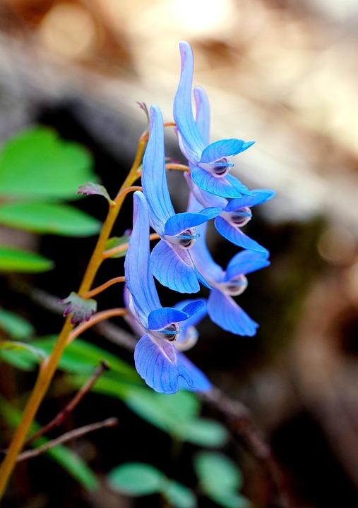 🦜 Corydalis Caudata Seeds 🌼