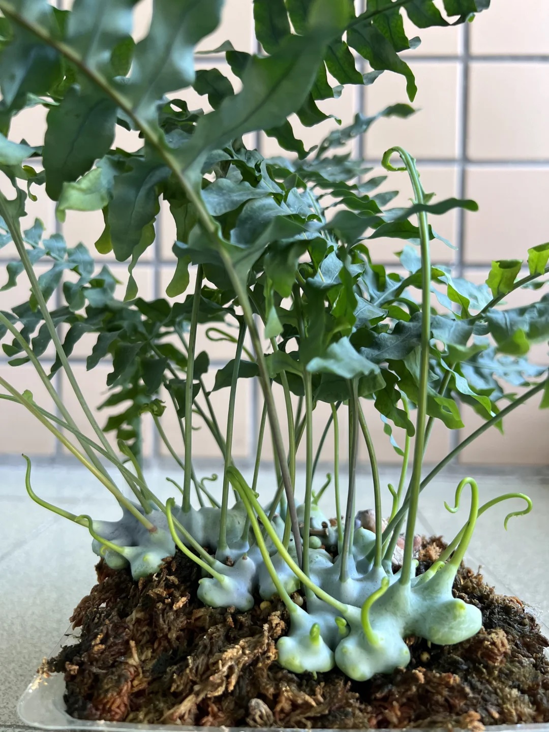 Lecanopteris deparioides – The Enchanting Blue Ant Fern