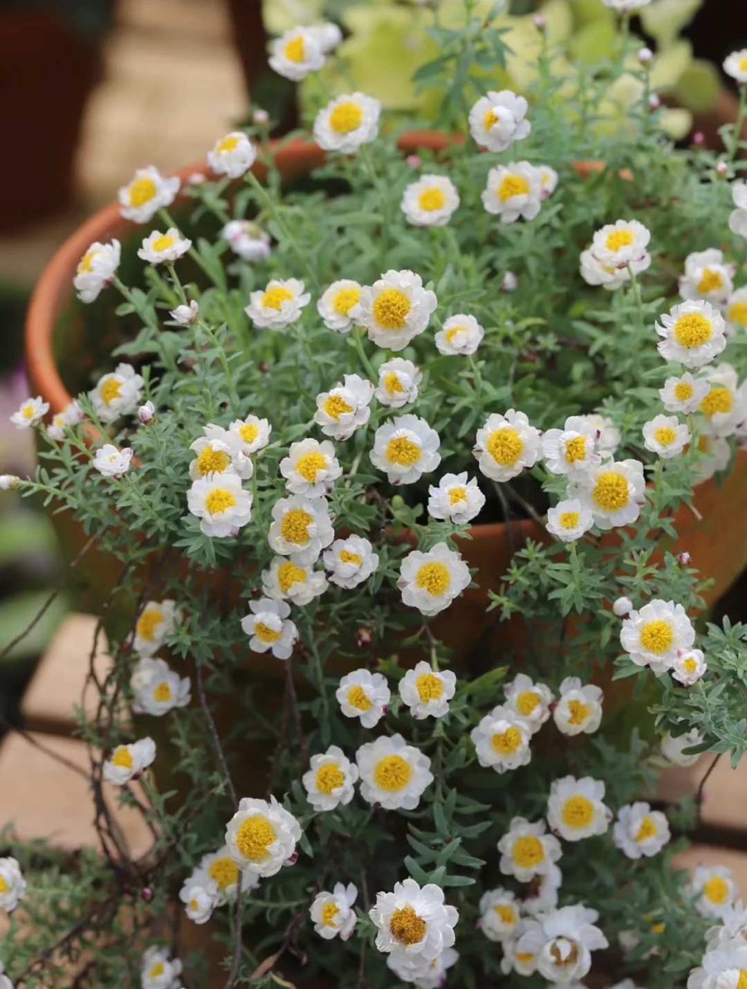 Paper Daisy (Helipterum roseum) – The Everlasting Beauty