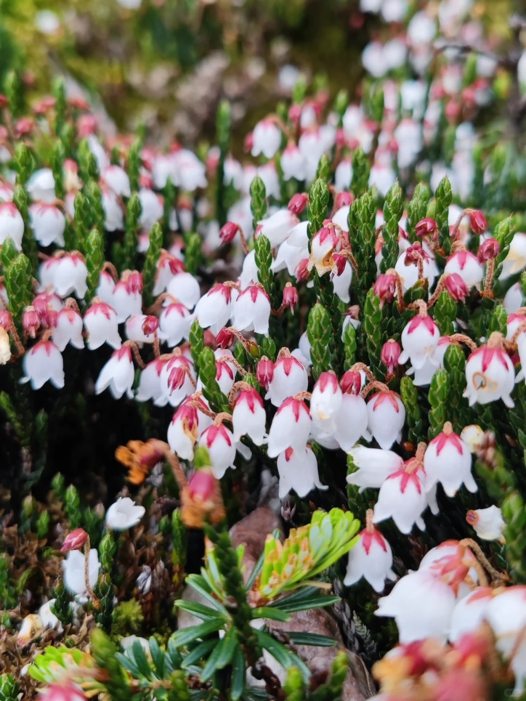 Cassiope Selaginoides Seeds | The Alpine Jewel – Snow Velvet 