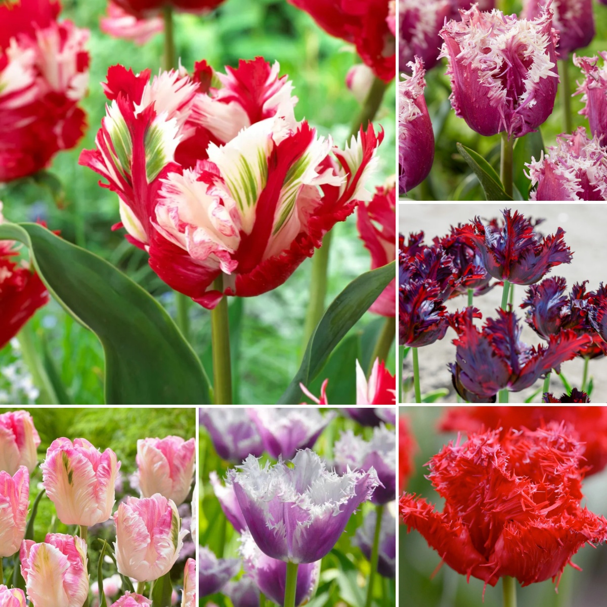Parrot Tulip Bulbs (Tulipa gesneriana var. parrot)