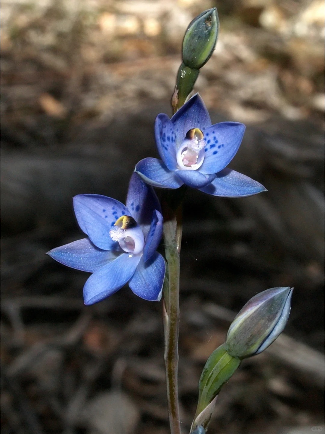 The Enigmatic Bluebell Sun Orchid (Thelymitra ixioides) – Rare Seeds Now Available!