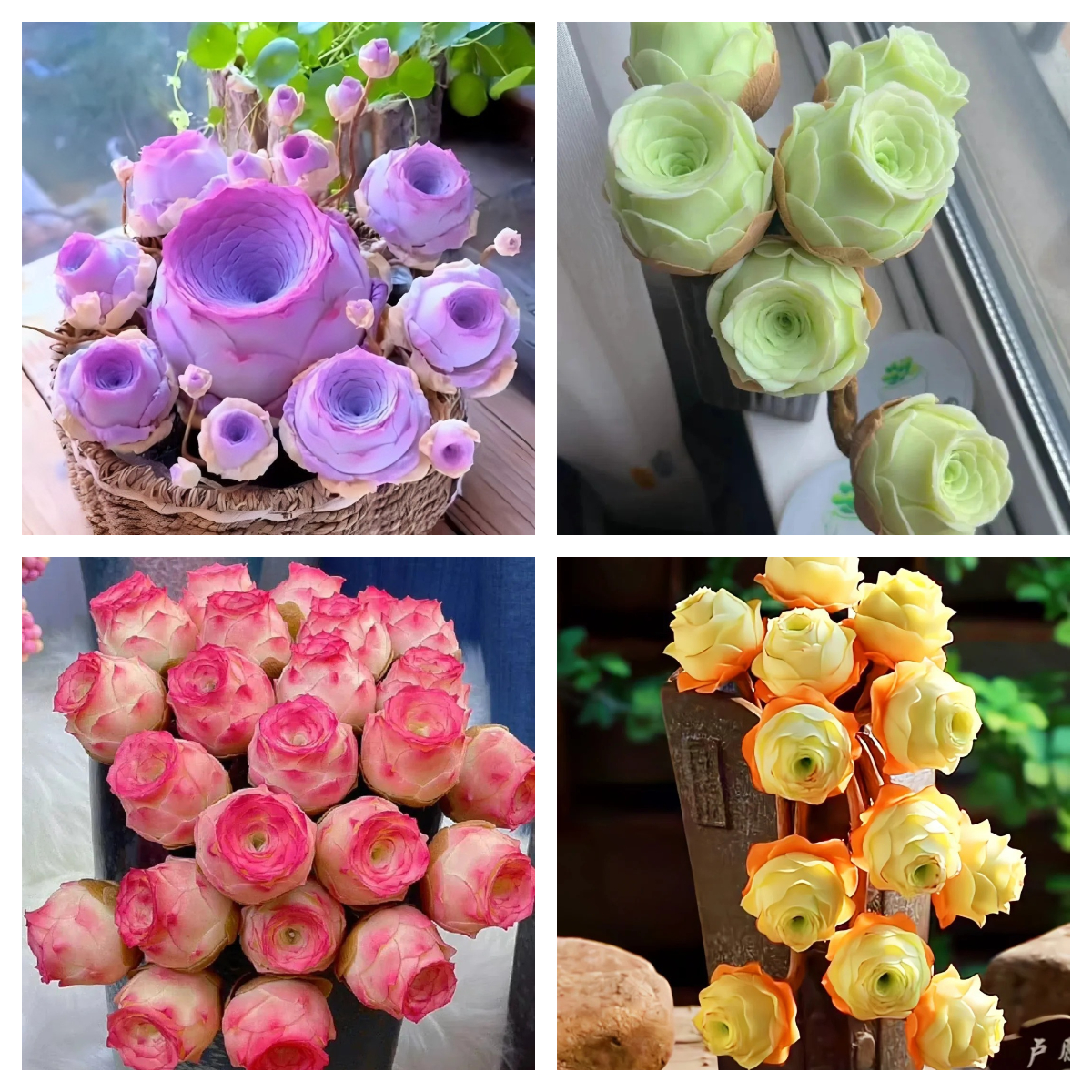 🌹Greenovia Dodrantalis – The Mountain Rose Succulent 🌿