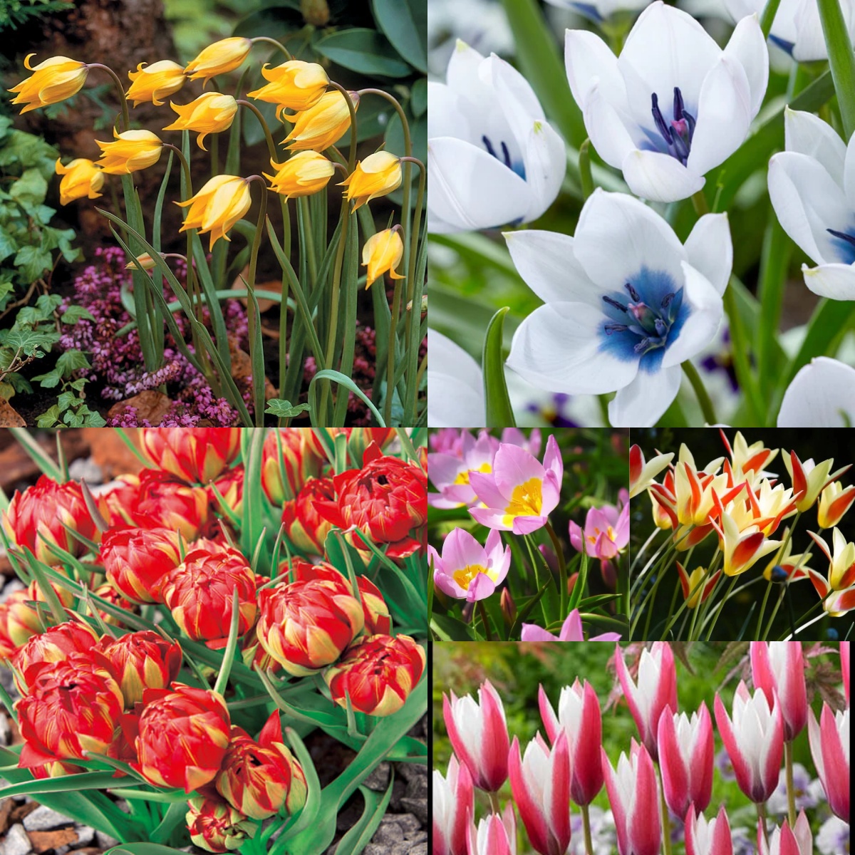 🌷 Botanical Tulip Bulbs