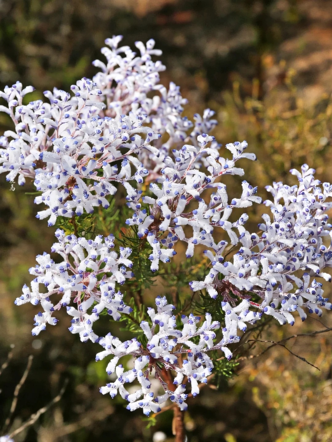Conospermum triplinervium Seeds🌿✨ Pale Blue Mist