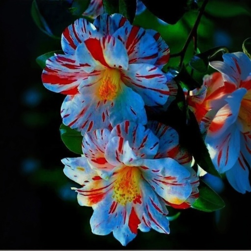 💙Blue and Red Hibiscus Flower Seeds