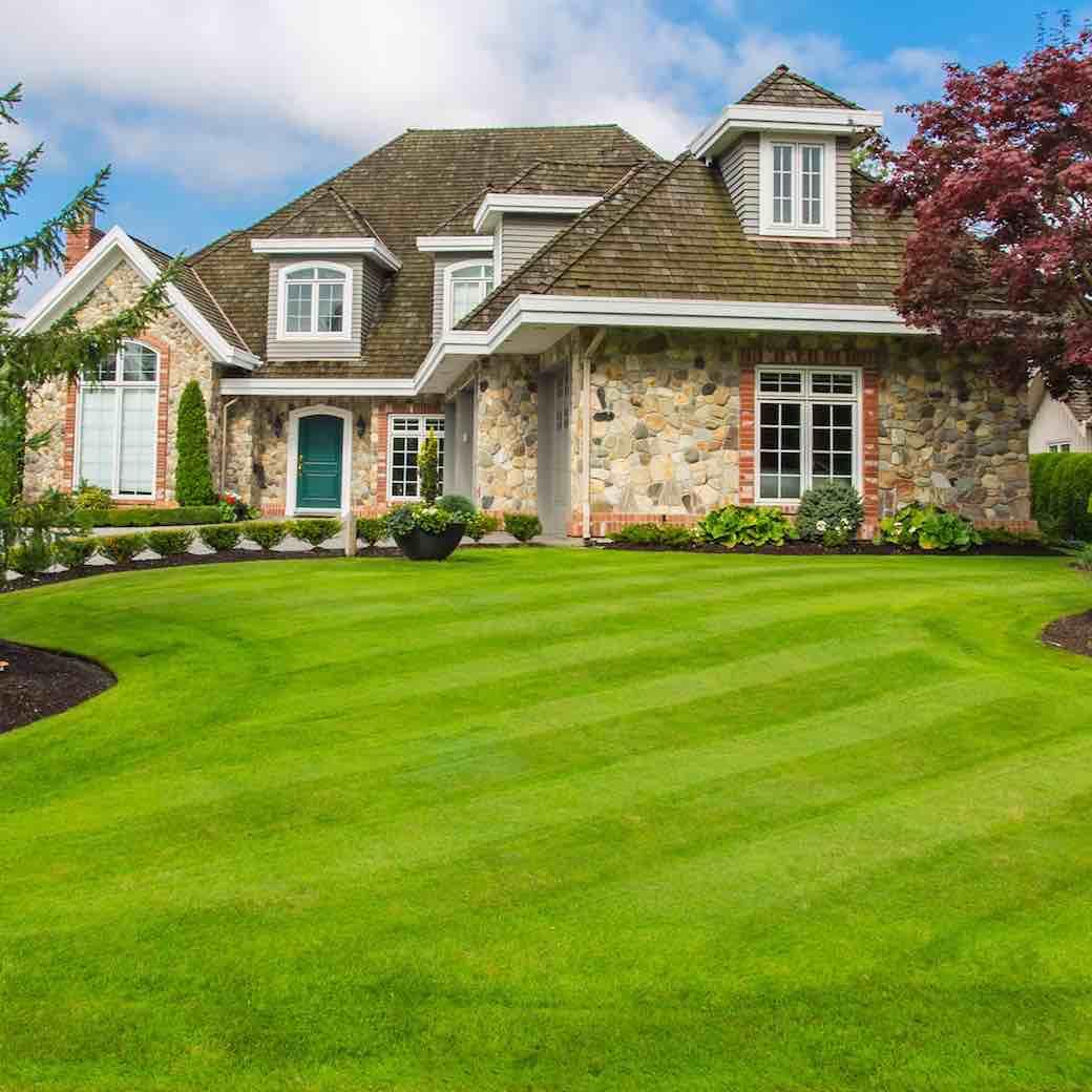 🔥🌿All-Season EverGreen Grass Seeds Mix 🌿