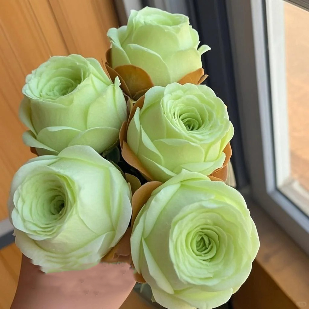 🌹The Mountain Rose Succulent 🌿Greenovia Dodrantalis