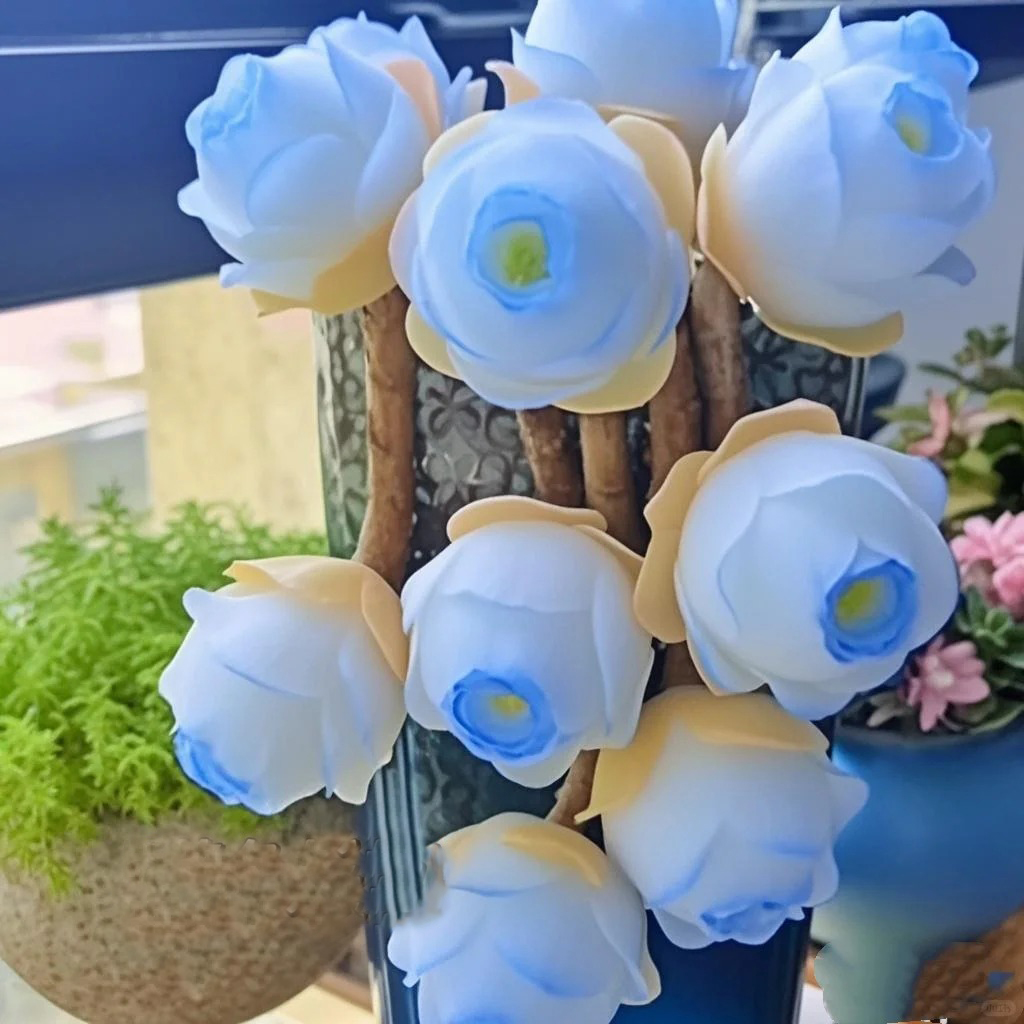 🌹The Mountain Rose Succulent 🌿Greenovia Dodrantalis