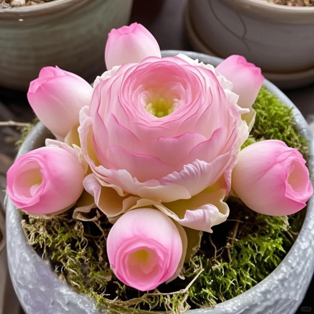 🌹The Mountain Rose Succulent 🌿Greenovia Dodrantalis