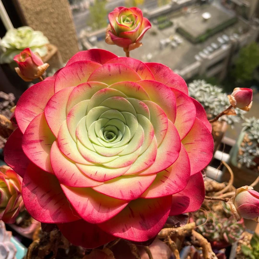 🌹The Mountain Rose Succulent 🌿Greenovia Dodrantalis