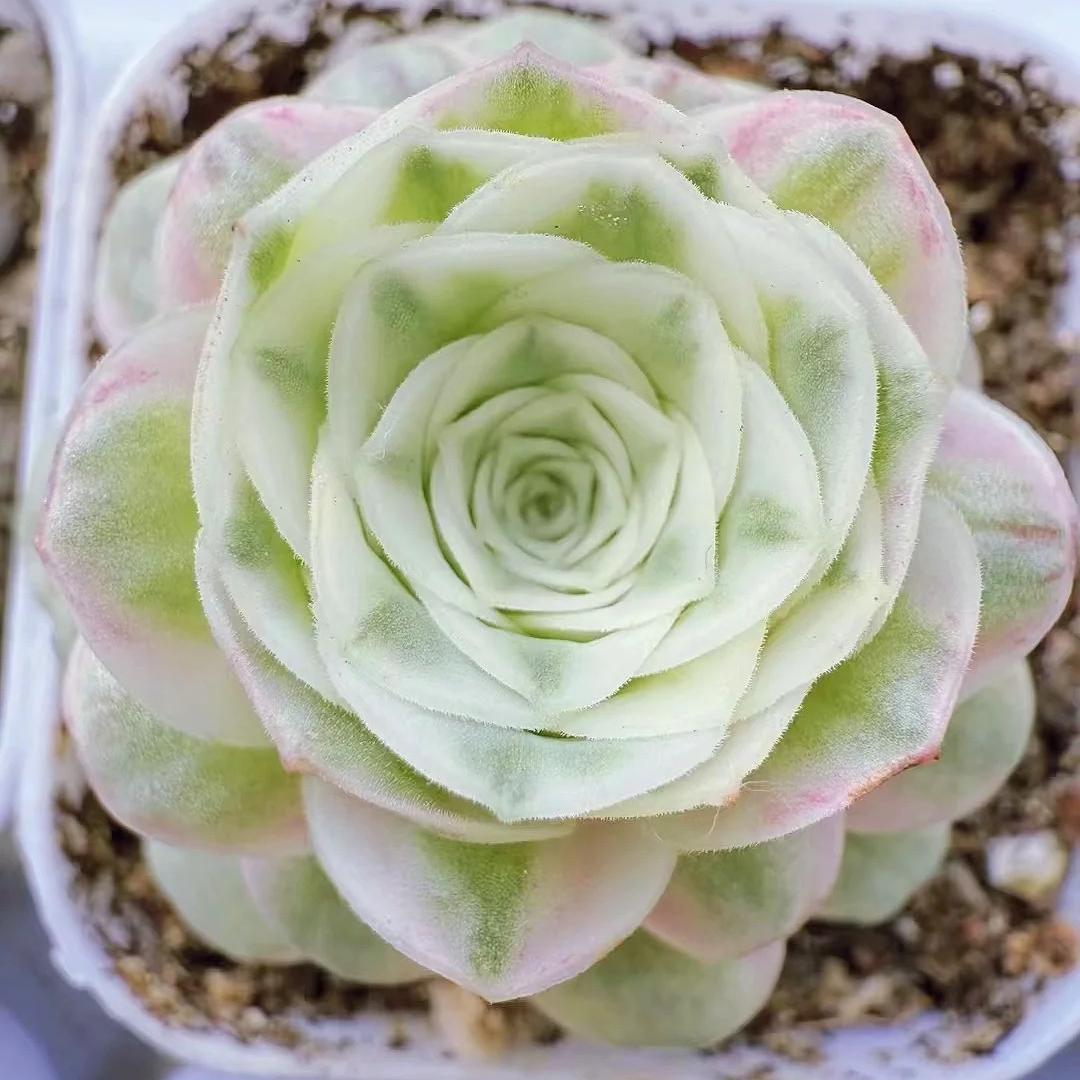 🌹The Mountain Rose Succulent 🌿Greenovia Dodrantalis