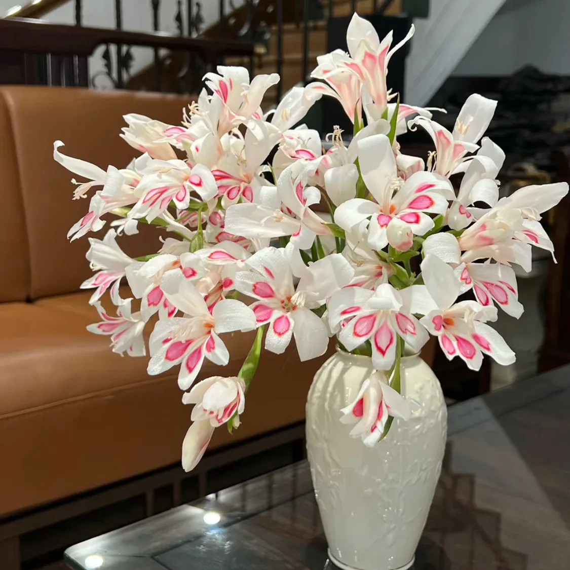 ✨✨Simpatiche piante in vaso da balcone-Gladiolo dell'artiglio del gatto🌸