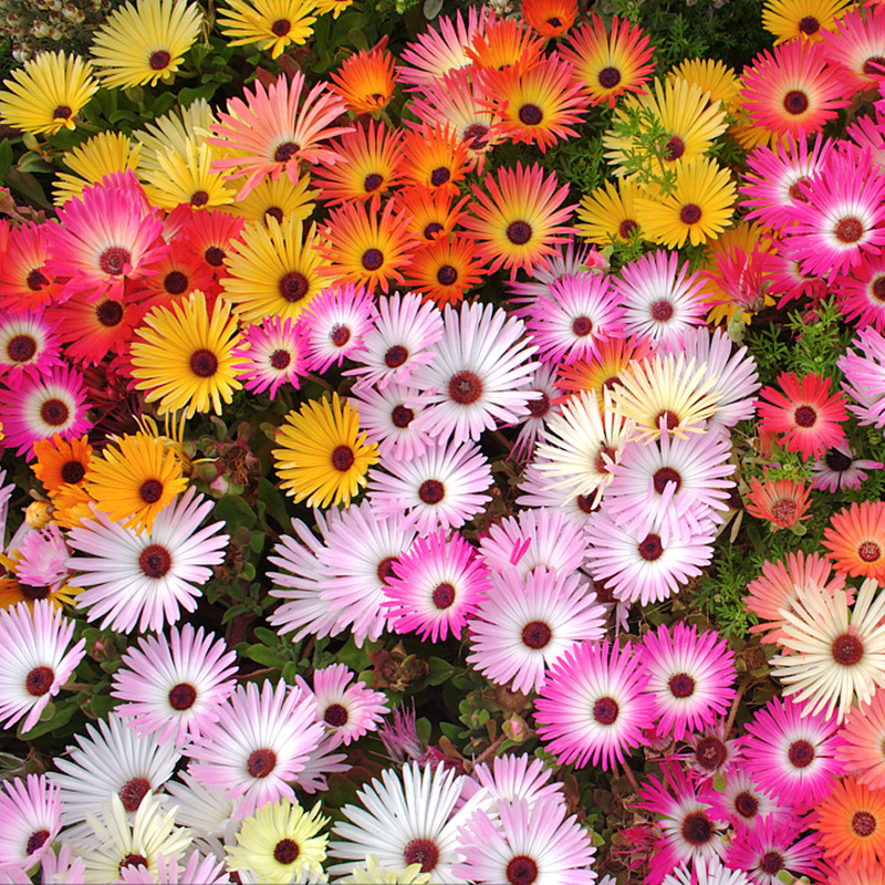  Ice Plant Mix （Mesembryanthemum Daisy / Livingstone Daisy）