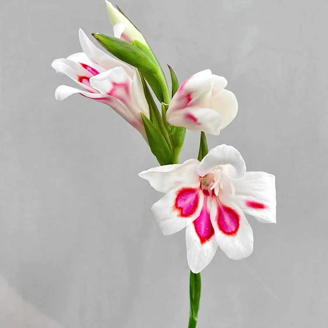 ✨✨Simpatiche piante in vaso da balcone-Gladiolo dell'artiglio del gatto🌸