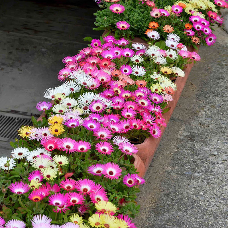  Ice Plant Mix （Mesembryanthemum Daisy / Livingstone Daisy）