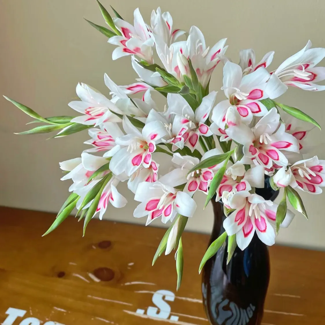 ✨✨Simpatiche piante in vaso da balcone-Gladiolo dell'artiglio del gatto🌸