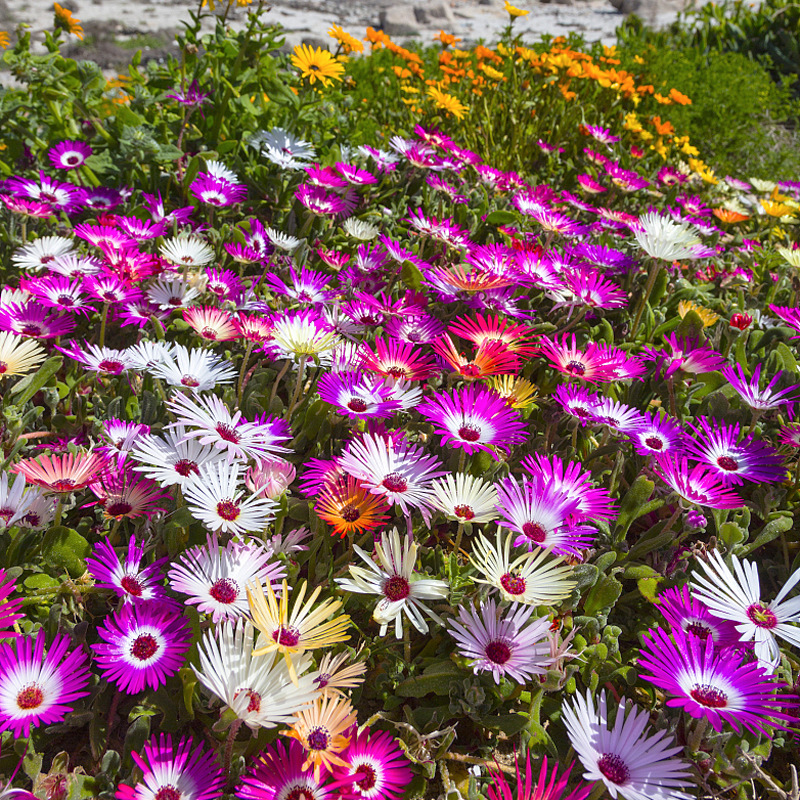  Ice Plant Mix （Mesembryanthemum Daisy / Livingstone Daisy）